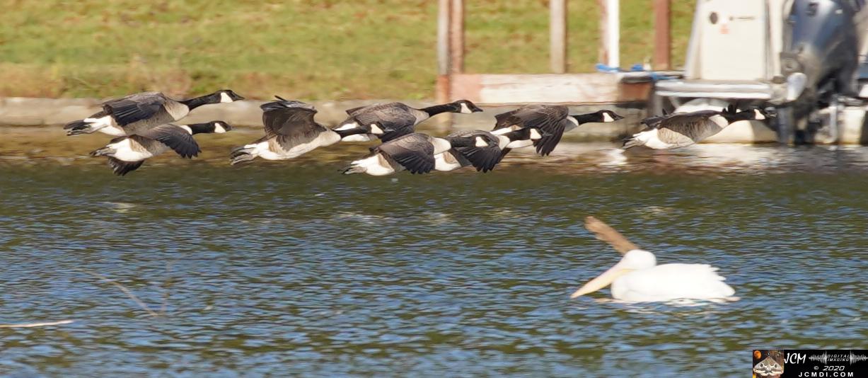 20201030 Old Hickory Lake TN Pelicans